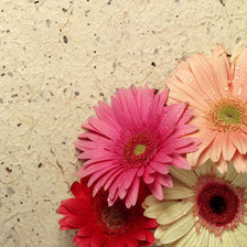 Схема вышивки «Герберы»