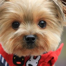 Схема вышивки «№1526513»