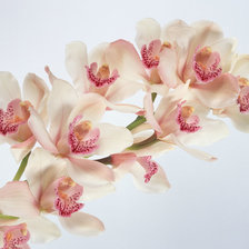 Схема вышивки «Орхидея»