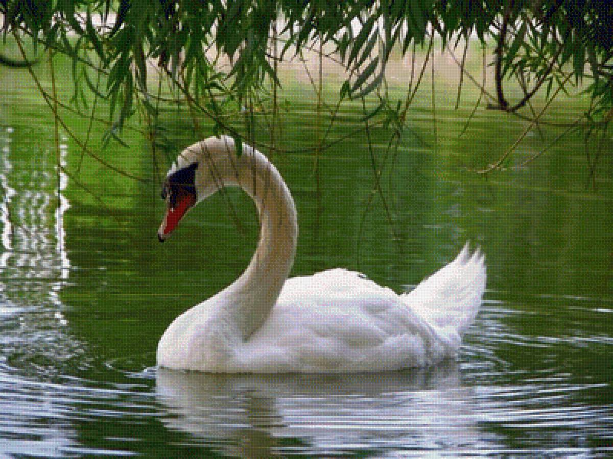 ЛЕБЕДЬ - вода, лебеди, природа - предпросмотр