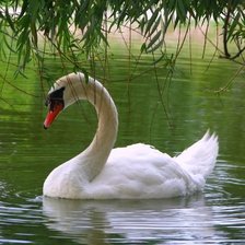 Схема вышивки «ЛЕБЕДЬ»