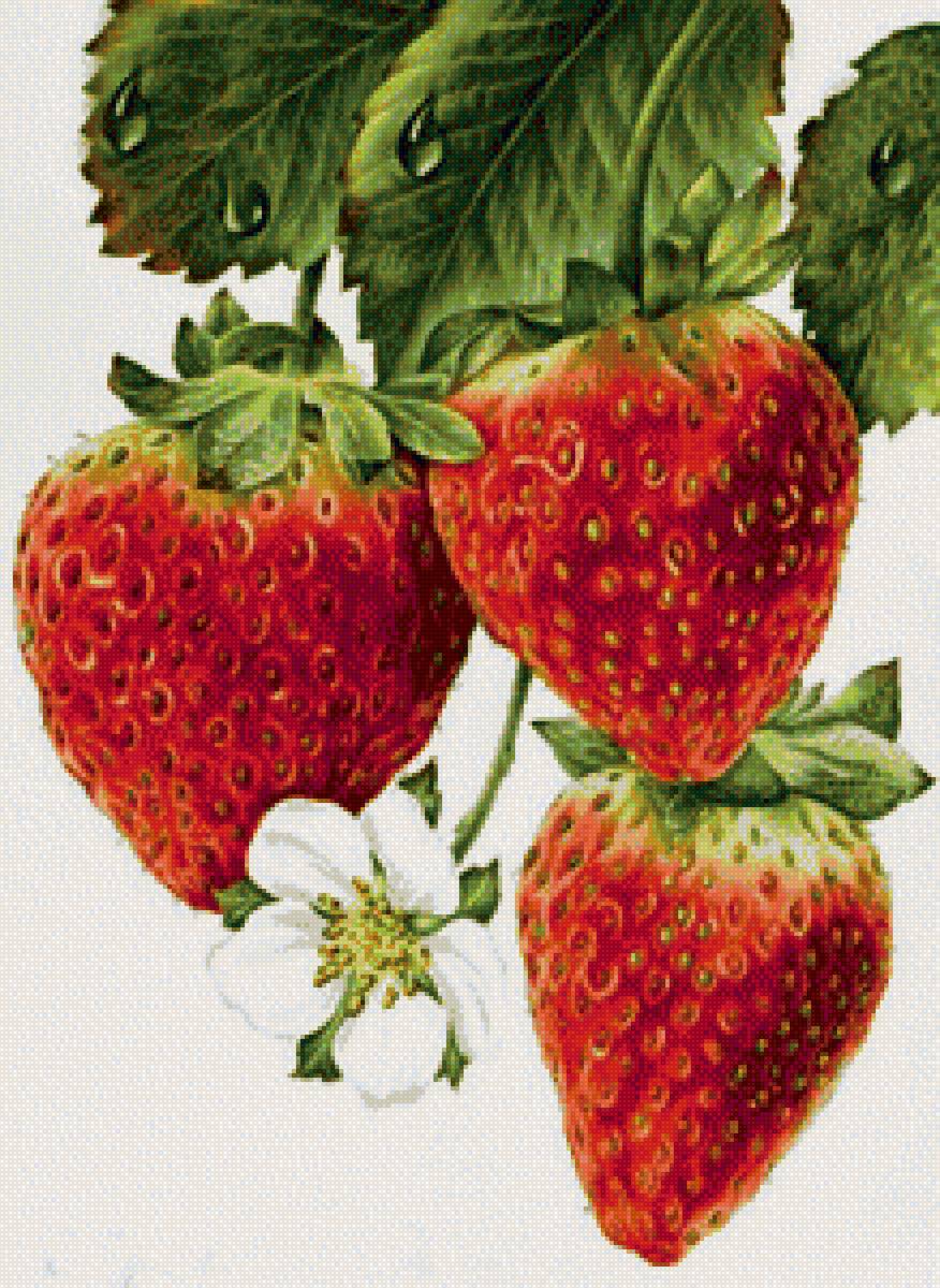 клубника - ягода, клубника - предпросмотр