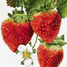 Схема вышивки «клубника»