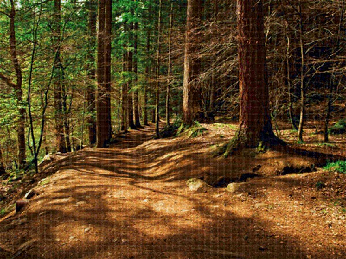 По лесной тропинке - предпросмотр