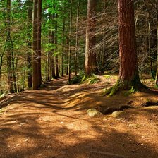 Схема вышивки «По лесной тропинке»
