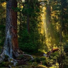 Утро в лесу 2