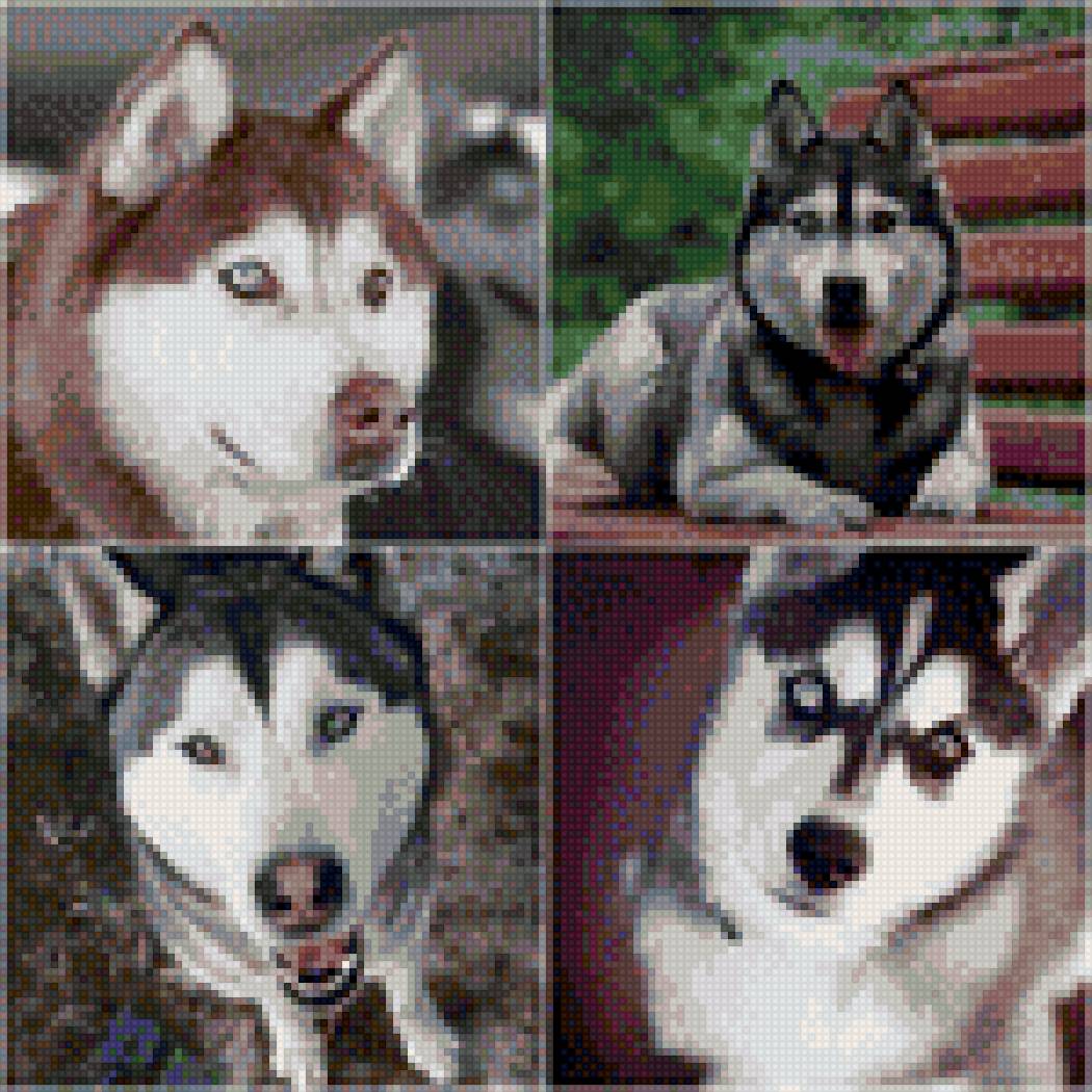 хаски - хаски, собаки - предпросмотр