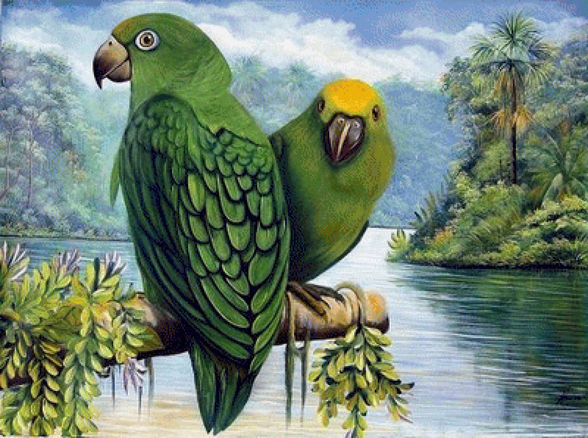 Попугай - птицы - предпросмотр
