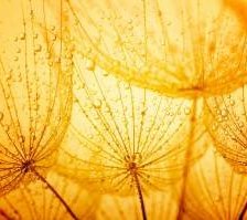 Схема вышивки «Одуванчики»