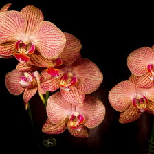 Схема вышивки «Орхидея1»