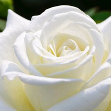 Белая роза