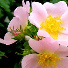 Схема вышивки «Шиповник»