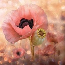 Схема вышивки «МАКИ»