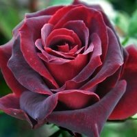 Схема вышивки «roza»