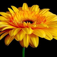 Схема вышивки «Гербера»