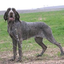 Схема вышивки «Perdiguero»