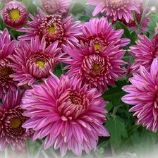 Схема вышивки «хризантемы»