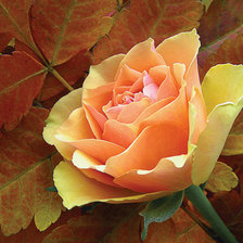 Схема вышивки «роза»