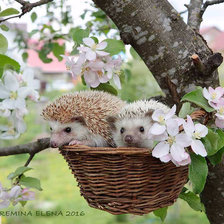 Схема вышивки «ежик»