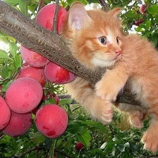 Схема вышивки «Золотой лучик»