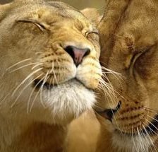 Схема вышивки «животные»