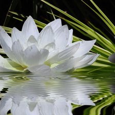 Схема вышивки «№1537946»