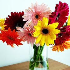 Схема вышивки «Герберы»