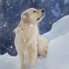 Схема вышивки «Собаки»