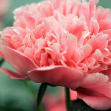 Схема вышивки «Пионы»