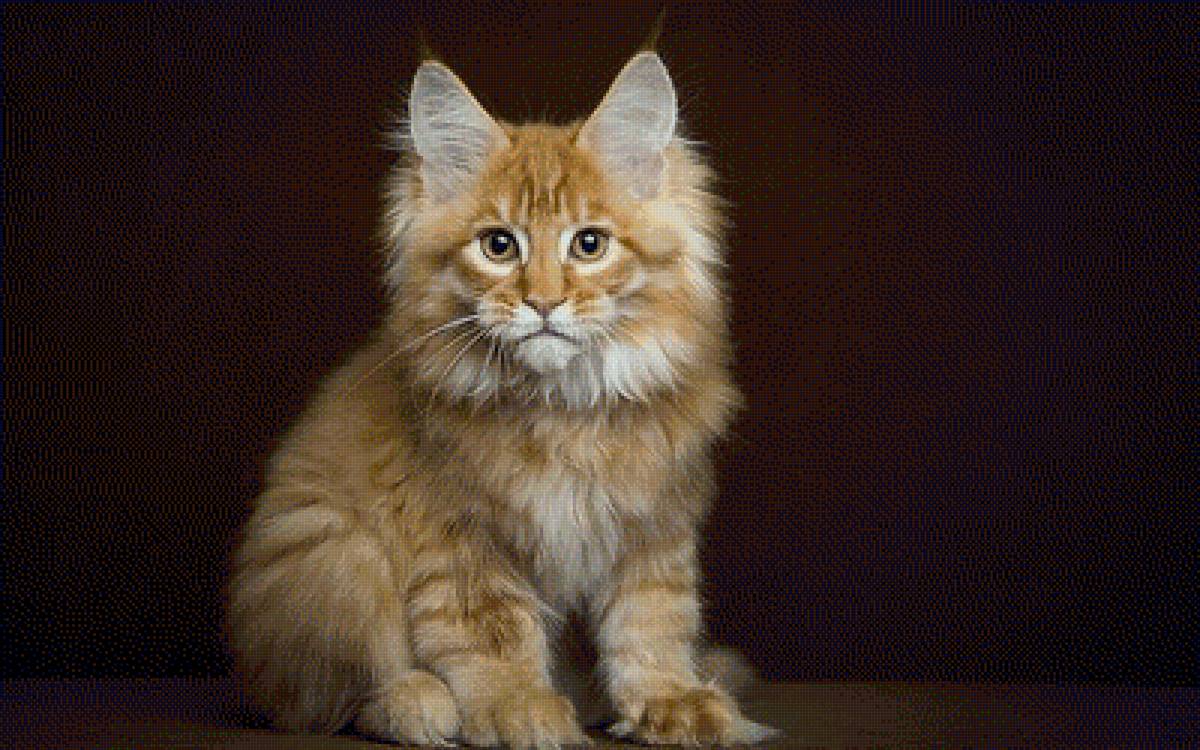 Мой МейнКун - рыжий кот - предпросмотр