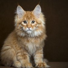 Мой МейнКун