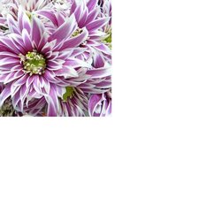 Схема вышивки «хризантемы»