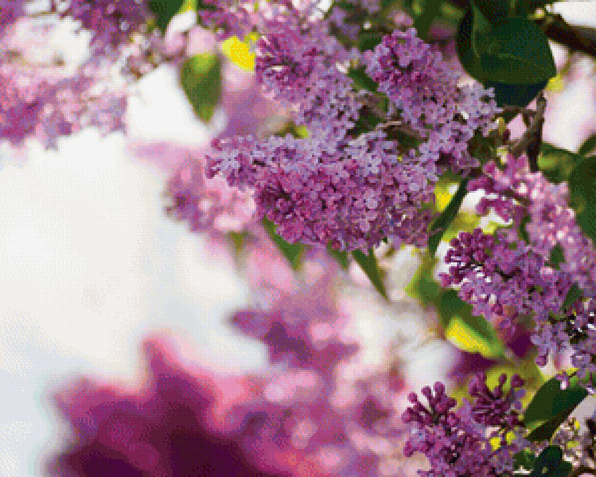 Куст сирени - сирень, цветы - предпросмотр