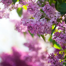 Схема вышивки «Куст сирени»