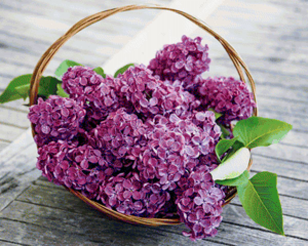 Корзинка сирени - сирень, цветы - предпросмотр