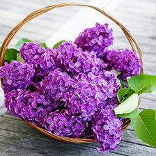 Корзинка сирени