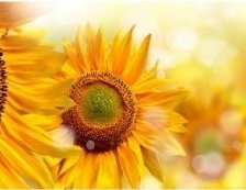 Схема вышивки «подсолнухи»