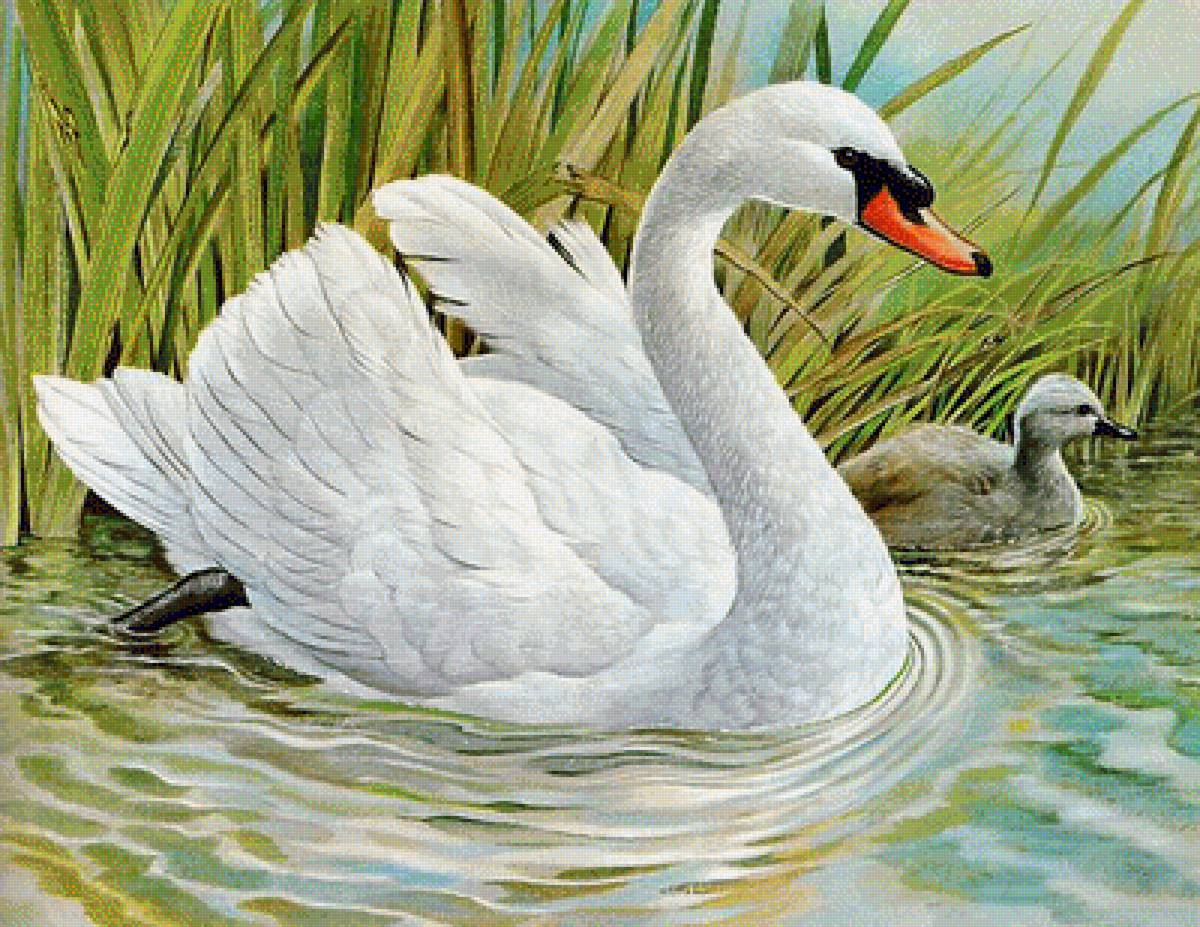 Лебедь на пруду - пейзаж - предпросмотр