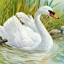 Лебедь на пруду