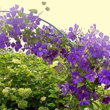 Схема вышивки «клематисы на шпалере»