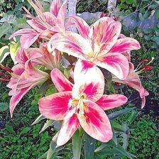 Схема вышивки «лилии»