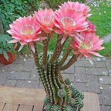 цветущий кактус