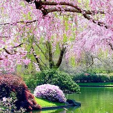 Схема вышивки «сакура над водой»