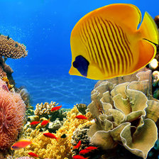 Схема вышивки «коралловый риф»