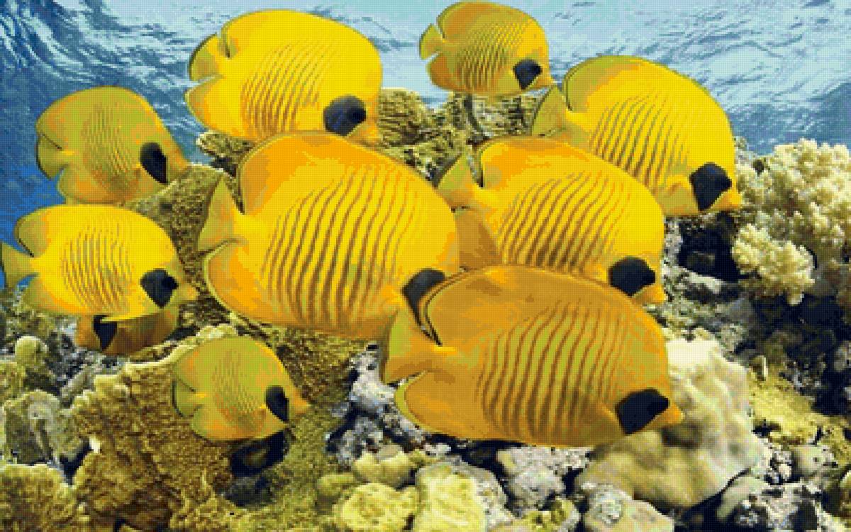 стая рыб-бабочек - рыба - предпросмотр