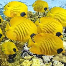 Схема вышивки «стая рыб-бабочек»