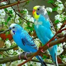 Схема вышивки «papagali»