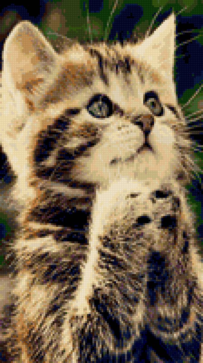 kote - kotki - предпросмотр