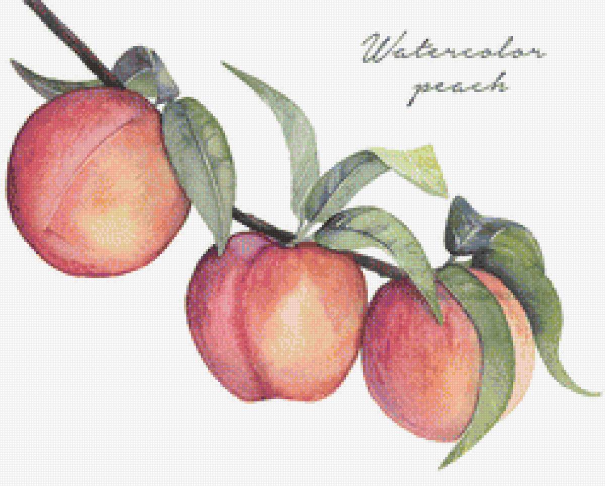 Персики - акварель, рисунки, фрукты, арты - предпросмотр