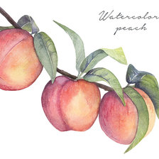 Схема вышивки «Персики»